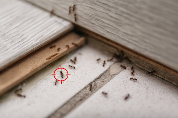 Best Mosquito Control Services  in Oildale, CA