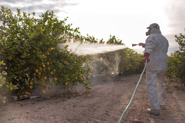Best Pest Control Near Me  in Oildale, CA