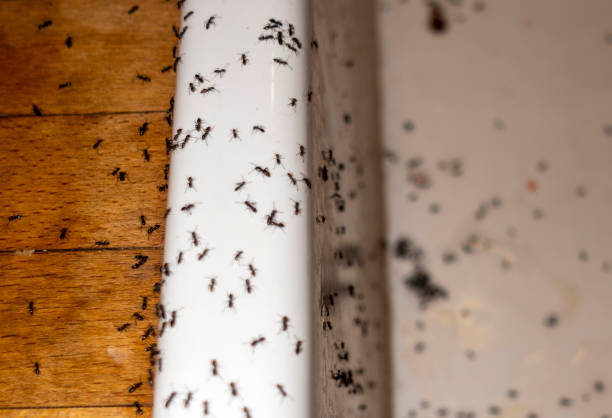 Best Pest Removal Services  in Oildale, CA