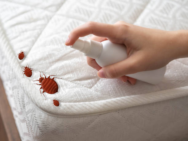 Best Ant Control Services  in Oildale, CA