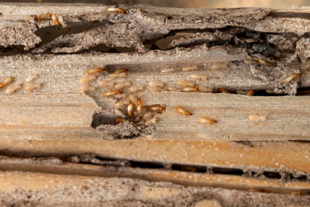 Pest Control for Restaurants in Oildale, CA