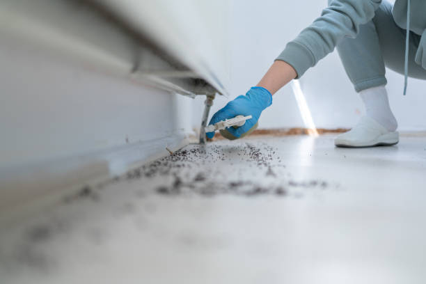 Professional Pest Control in Oildale, CA